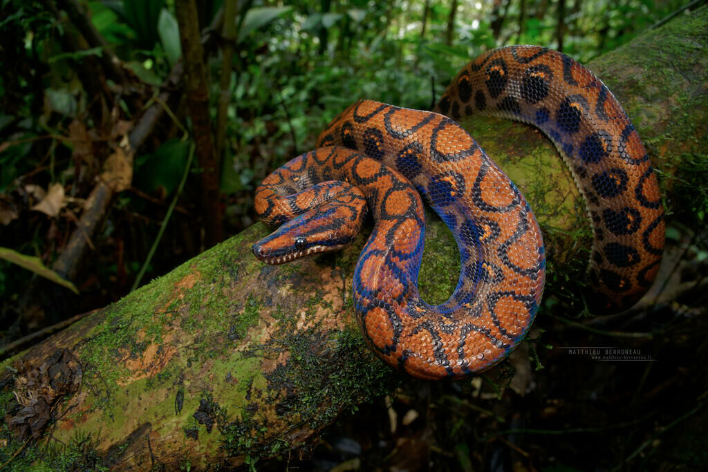 Imagem do Jiboia Arco-Íris